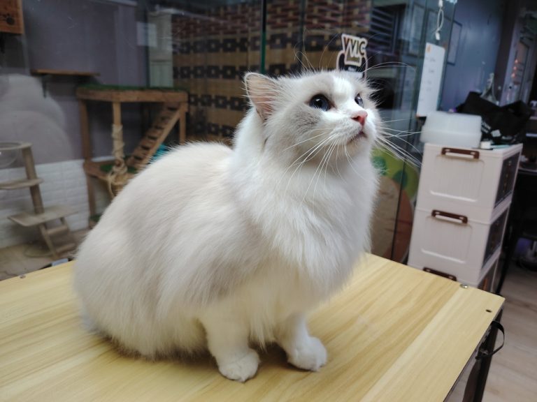 cat grooming long hair setapak cat house 2
