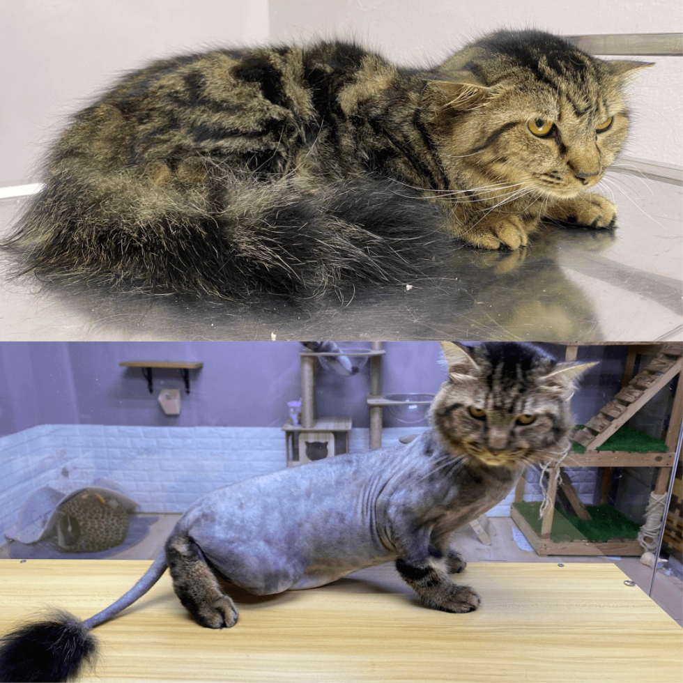 Cat Grooming & Spa lion cut grooming spa setapak cat house 1