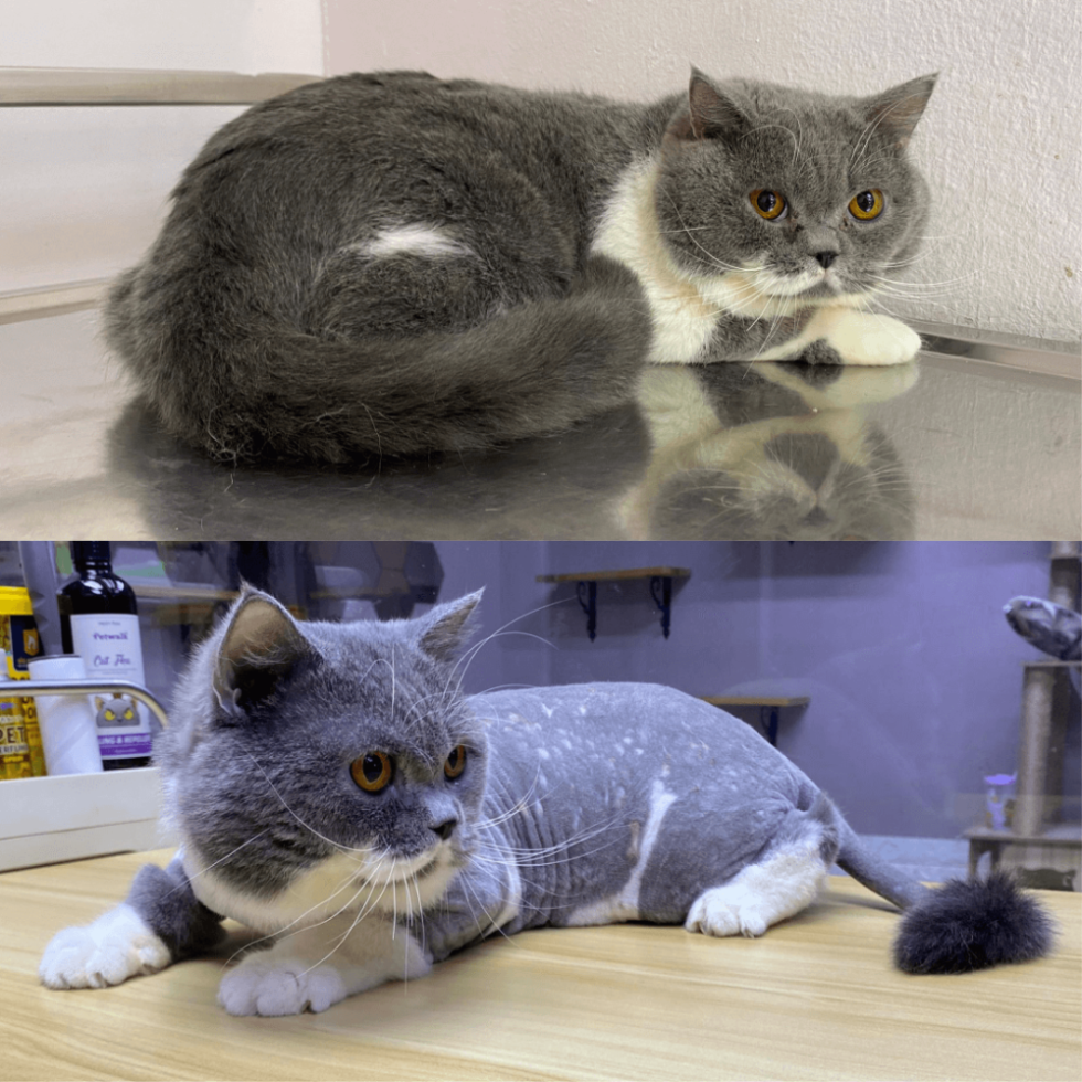Cat Grooming & Spa lion cut grooming spa setapak cat house 2