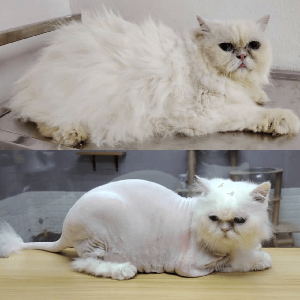 Cat Grooming & Spa lion cut grooming spa setapak cat house 3