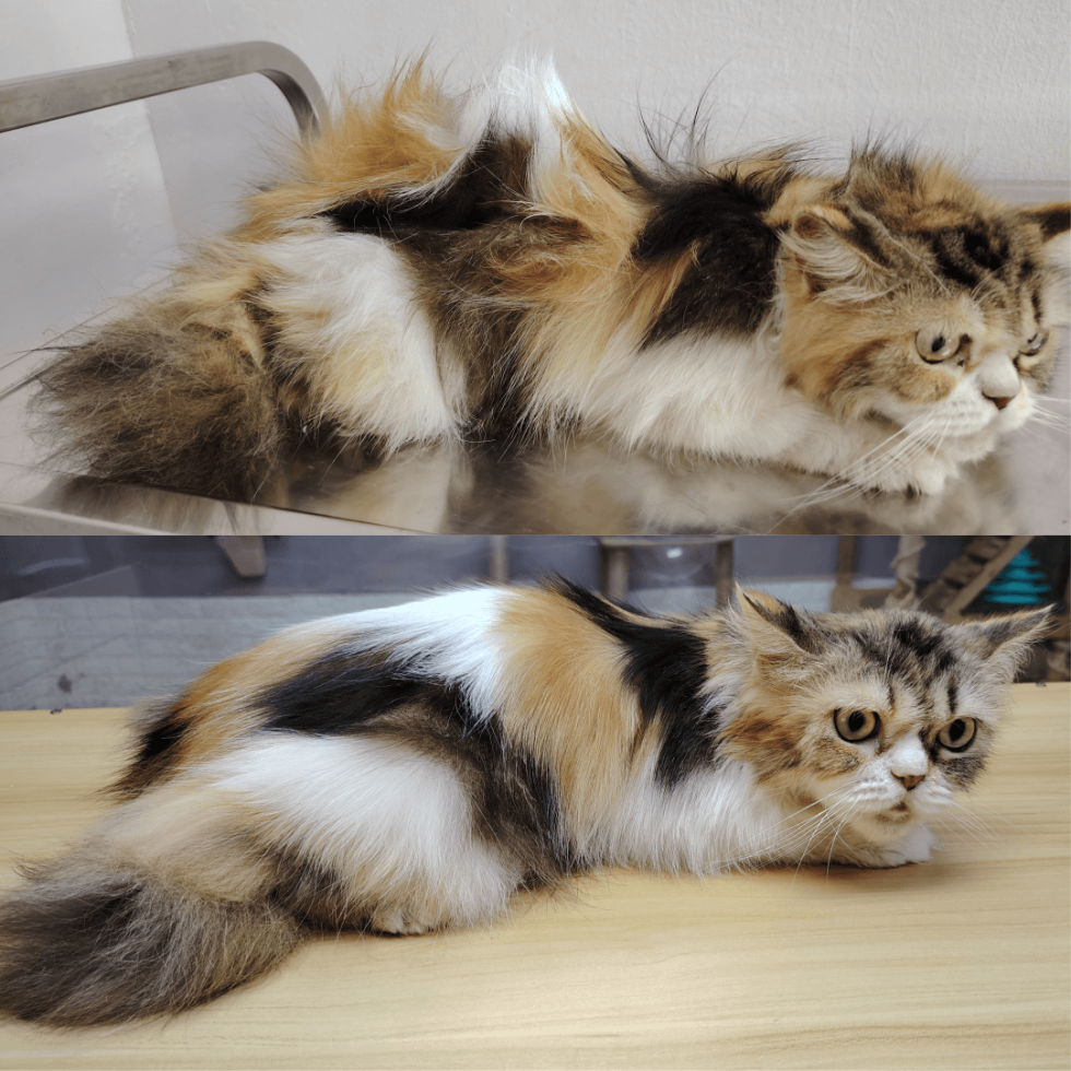 Cat Grooming & Spa long hair grooming spa setapak cat house 1