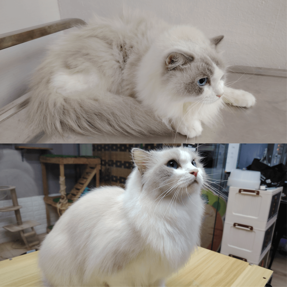 Cat Grooming & Spa long hair grooming spa setapak cat house 2