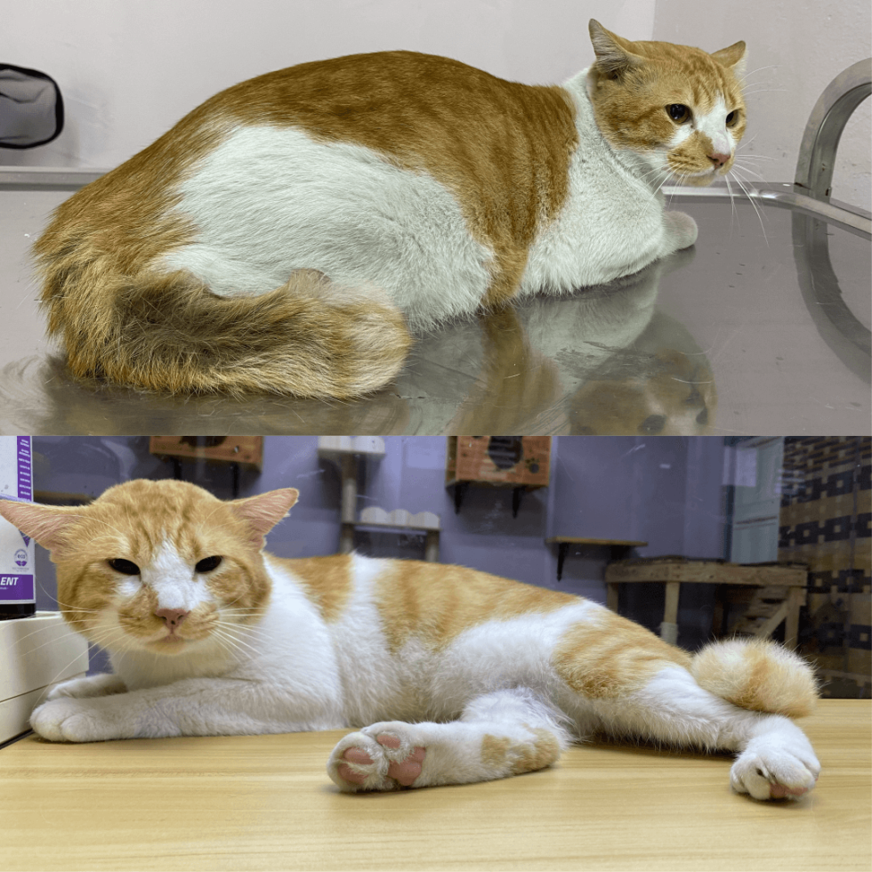 Cat Grooming & Spa short hair grooming spa setapak cat house 2