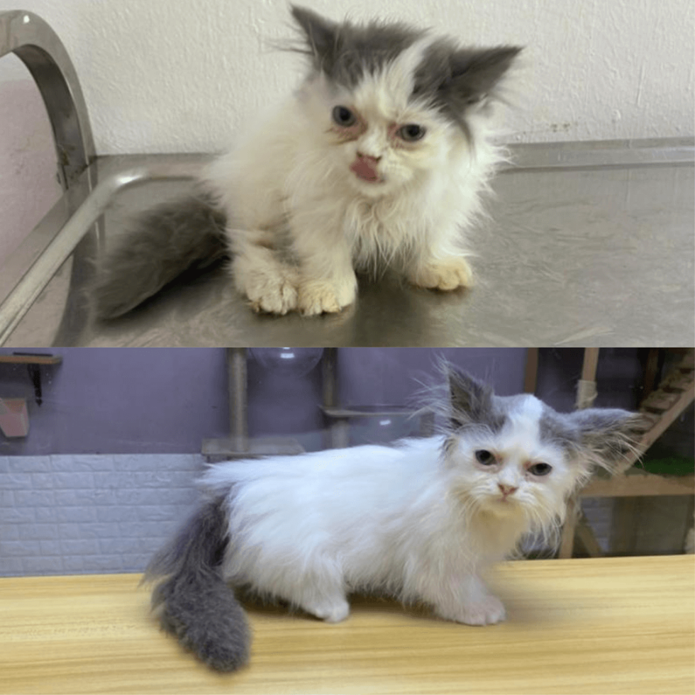 Cat Grooming & Spa kitten grooming spa setapak cat house 1