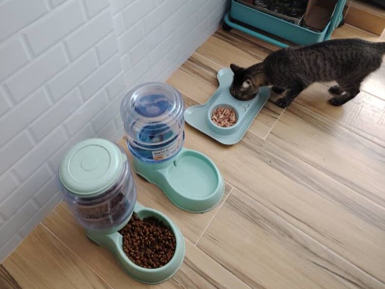 cat sitter and home care setapak cat house 4 (1)