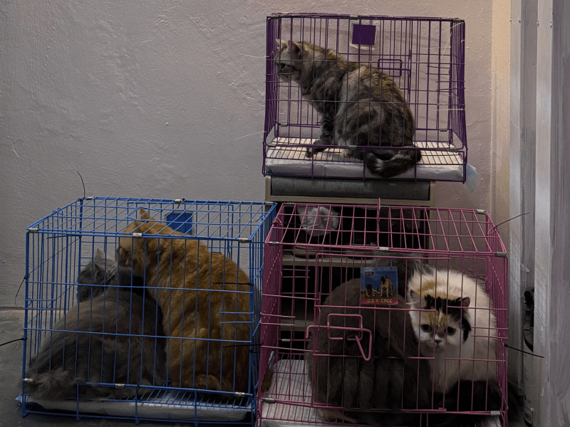 cat taxi & transporation setapak cat house 1 (1)