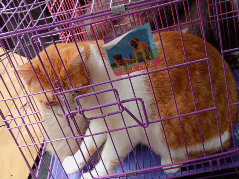 cat taxi & transporation setapak cat house 2 (1)