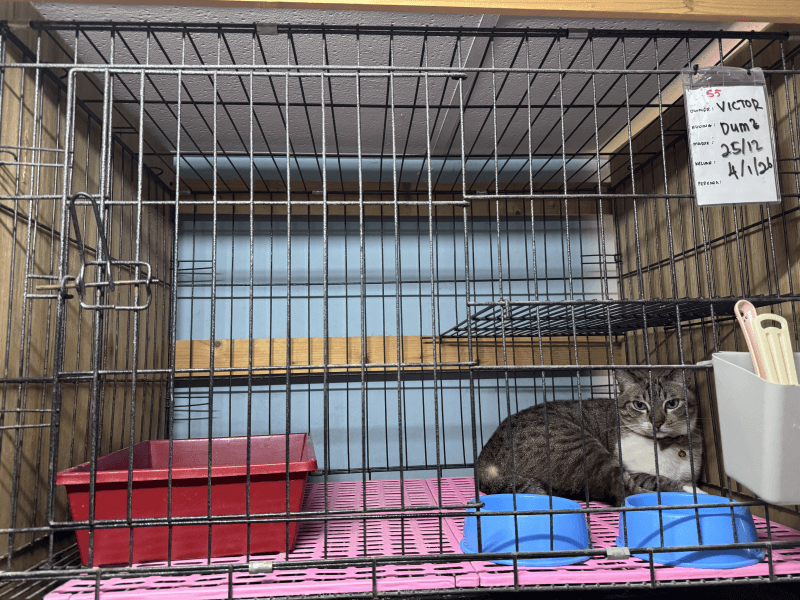 Cat Hotel & Boarding standard cage cat hotel dan boarding setapak cat house 1 (1)