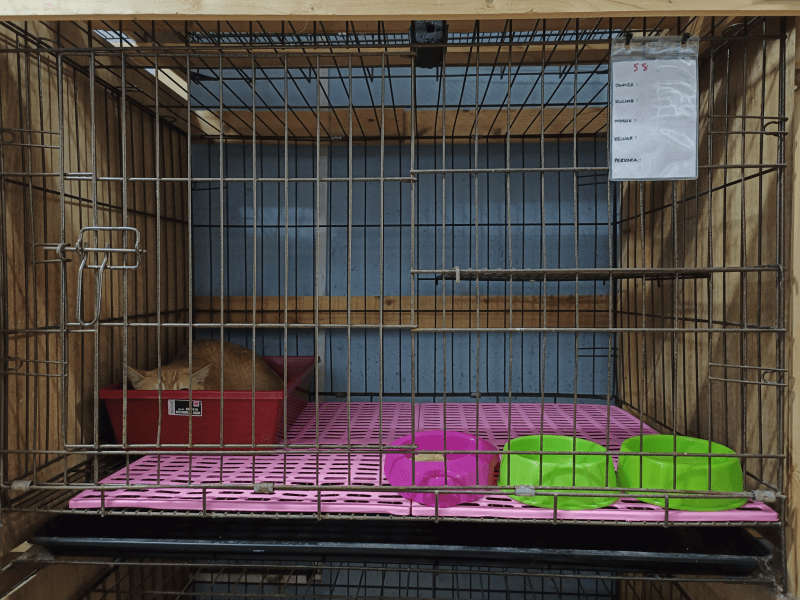 Cat Hotel & Boarding standard cage cat hotel dan boarding setapak cat house (1)