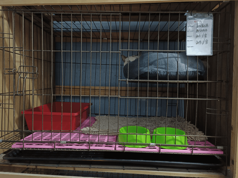 Cat Hotel & Boarding standard cage cat hotel dan boarding setapak cat house 2 (1)