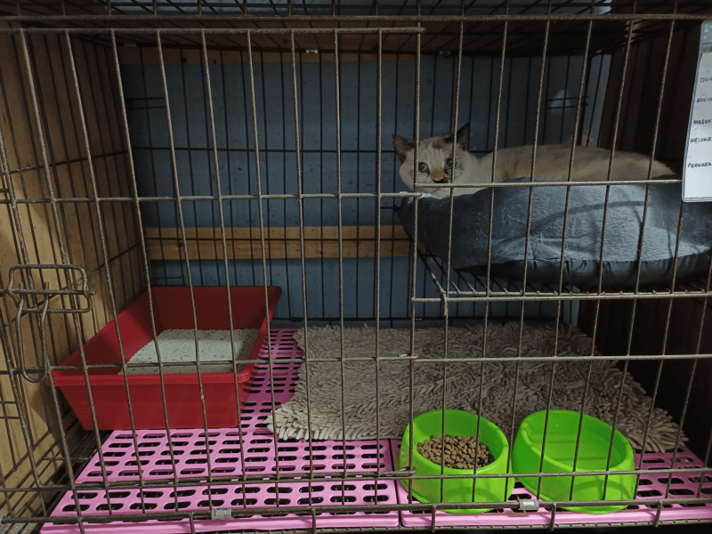 Cat Hotel & Boarding standard cage cat hotel dan boarding setapak cat house 3 (1)