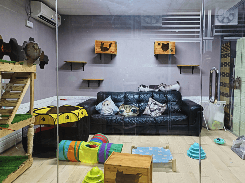 Cat Hotel & Boarding vvic room cat hotel dan boarding setapak cat house (1)